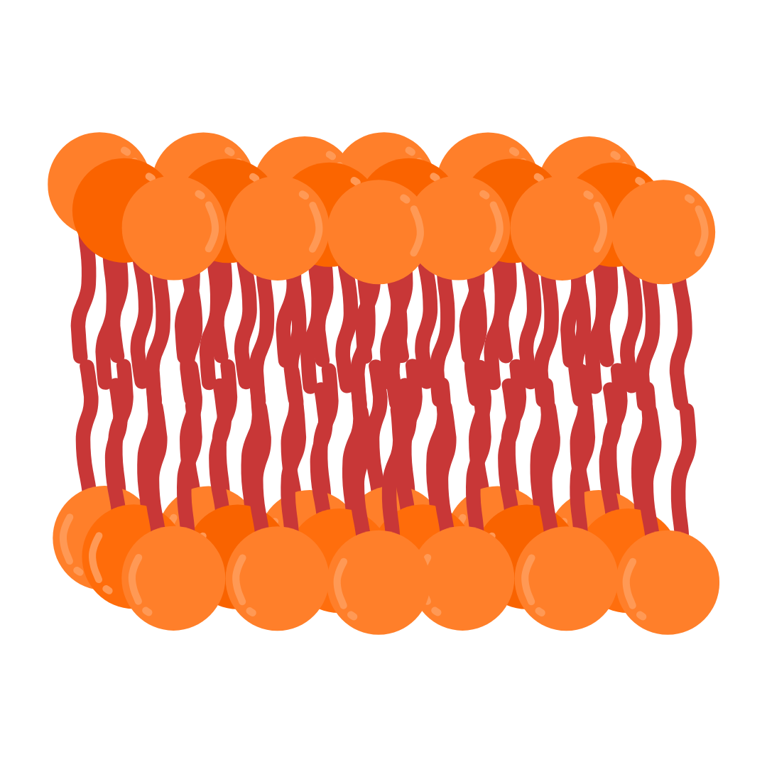 Lipidi